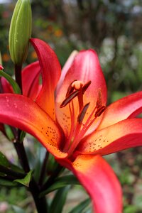 Flowers garden plant