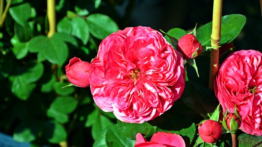Rose blooms nature blossom
