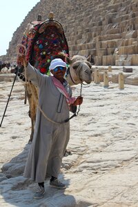 Egyptian camel egypt shara photo