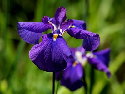 Iris flowers purple photo