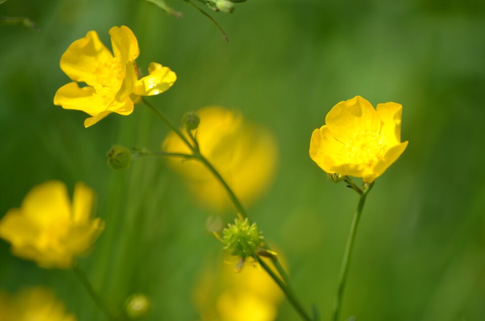 Spring flower yellow