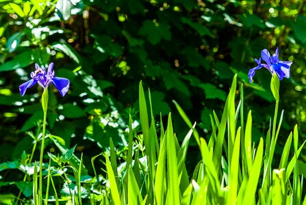 Bloom plant flora photo