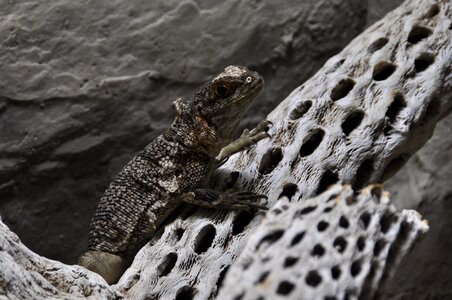 Iguana madagascar iguana scaly
