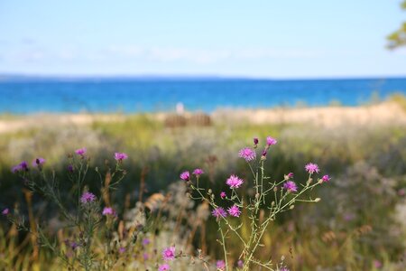 Grass summer