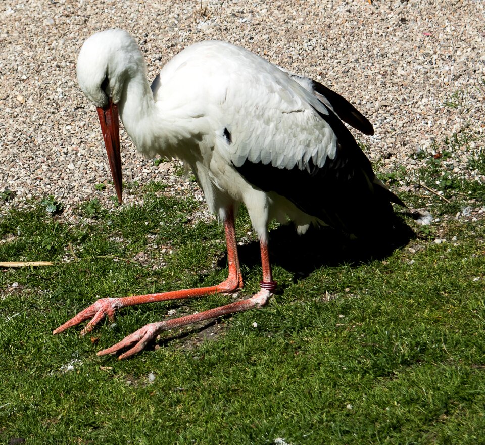 Stork bird animal