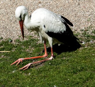 Stork bird animal