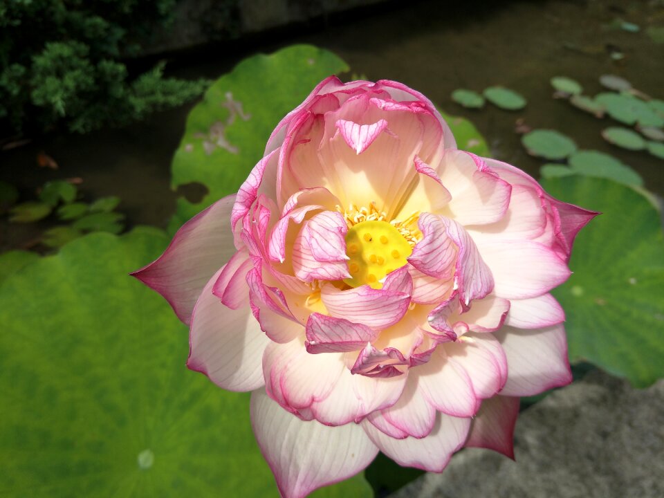 Lotus plant Free photos
