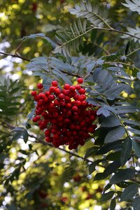 Berry red red bush photo