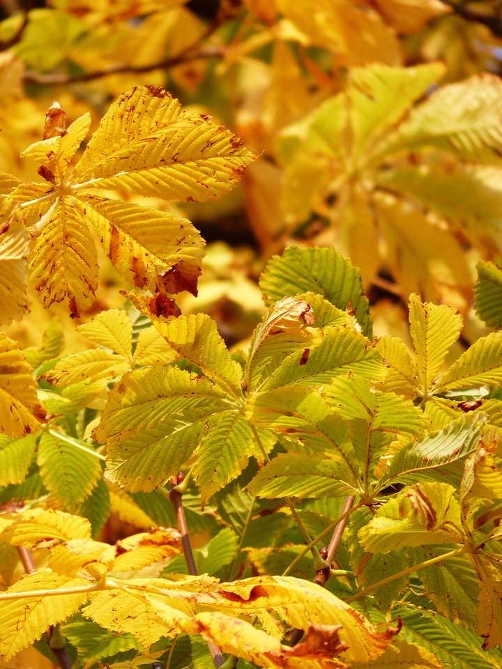 Shining yellow yellow green