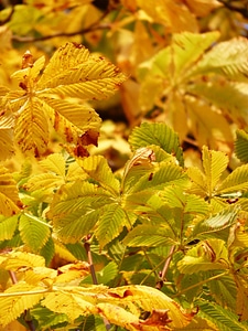 Shining yellow yellow green