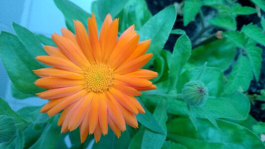 Calendula bloom pollen photo