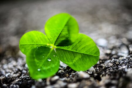 Four leaf clover nature rain photo