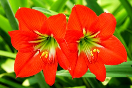 Deep red pair