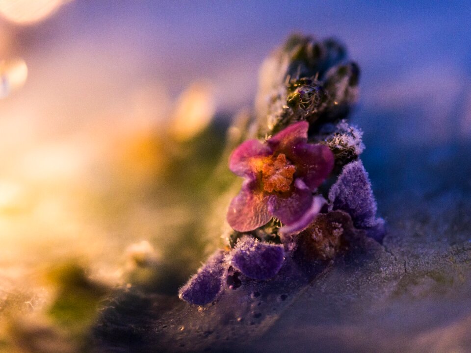 Bloom filigree plant