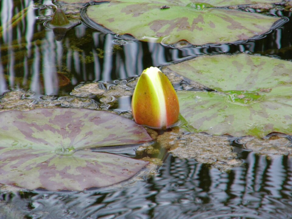Lake rose aquatic plant