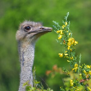 Flowers yellow animal