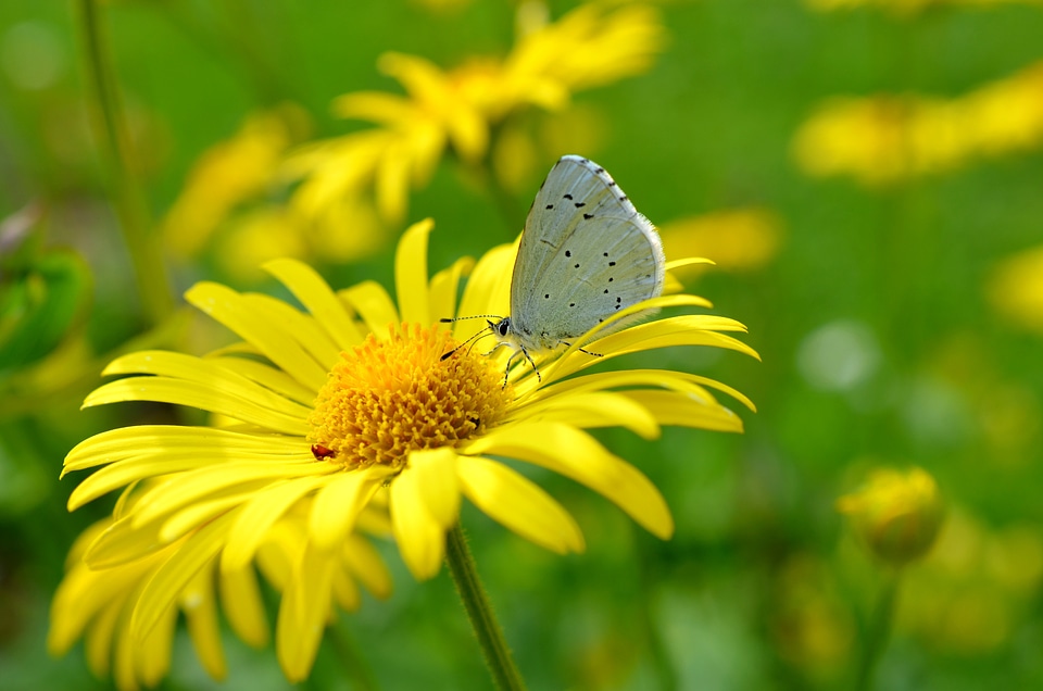 Bloom meadow yellow