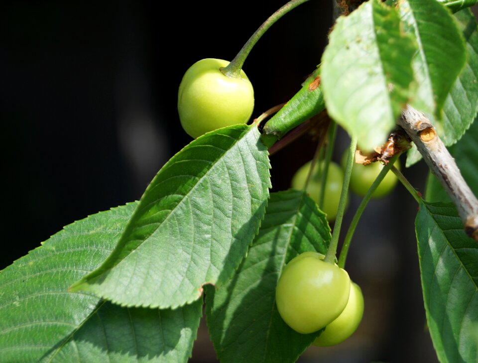 Nature fruits immaturity fruit