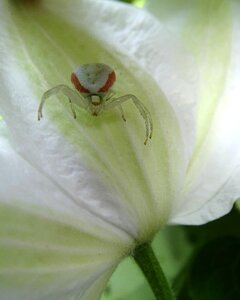 Goldenrod crab spider close up small spider photo