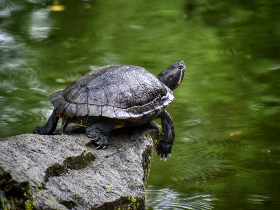 Reptile basking