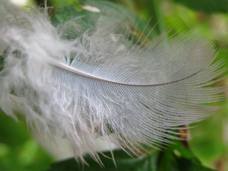 Feather down white