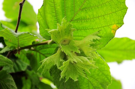 Yesil nuts hazelnut tree fresh nuts photo