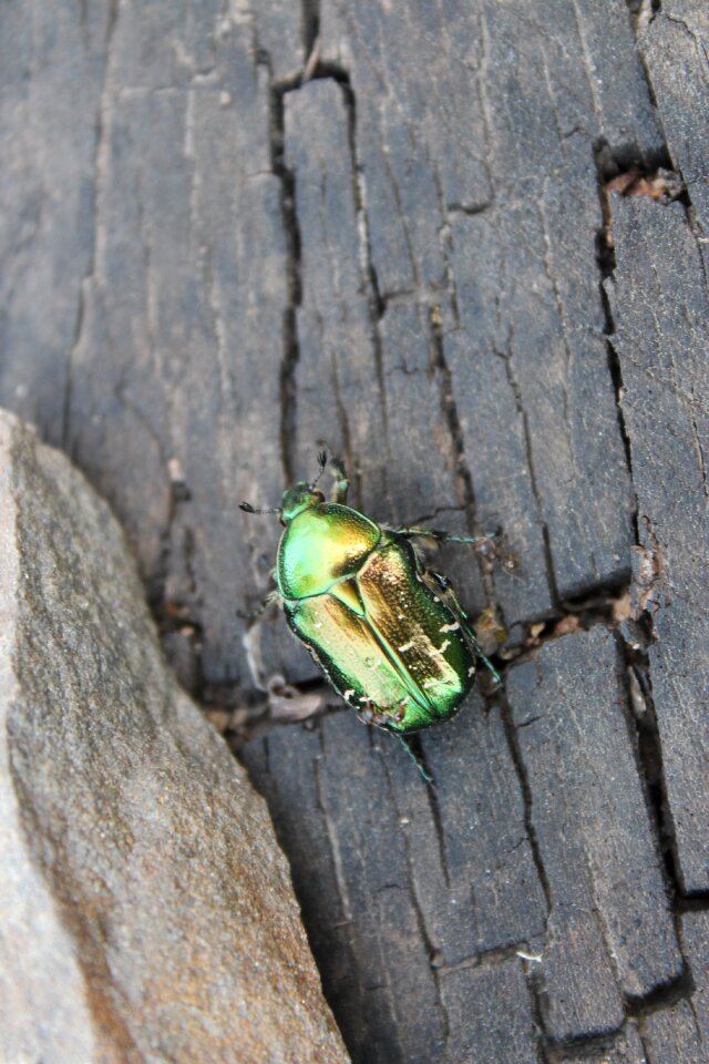 Closeup insects green