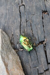 Closeup insects green
