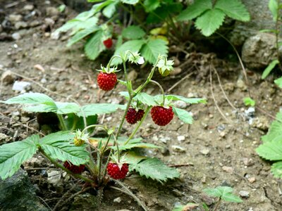 Garden strawberries nature