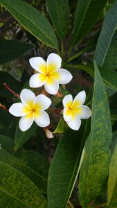 Summer blossom floral
