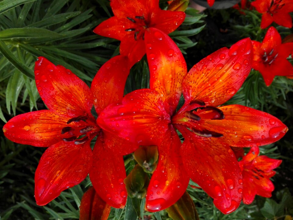 Plant blooming flowers ornamental plants