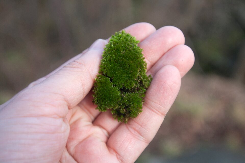 Nature texture