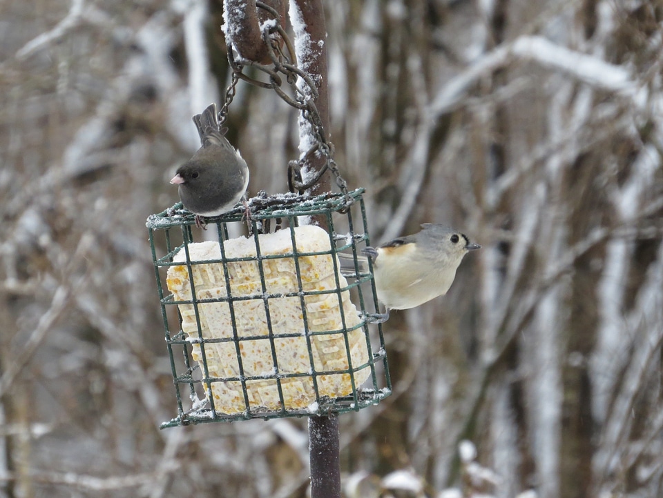 Backyard birds outdoors backyard perched