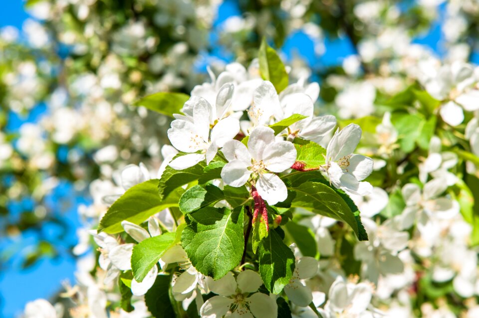 Apple blossoms bloom blooming apple tree photo