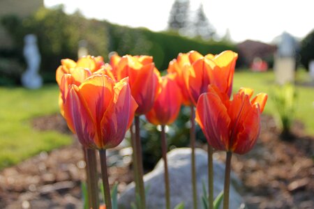 Natural tulips flowers photo