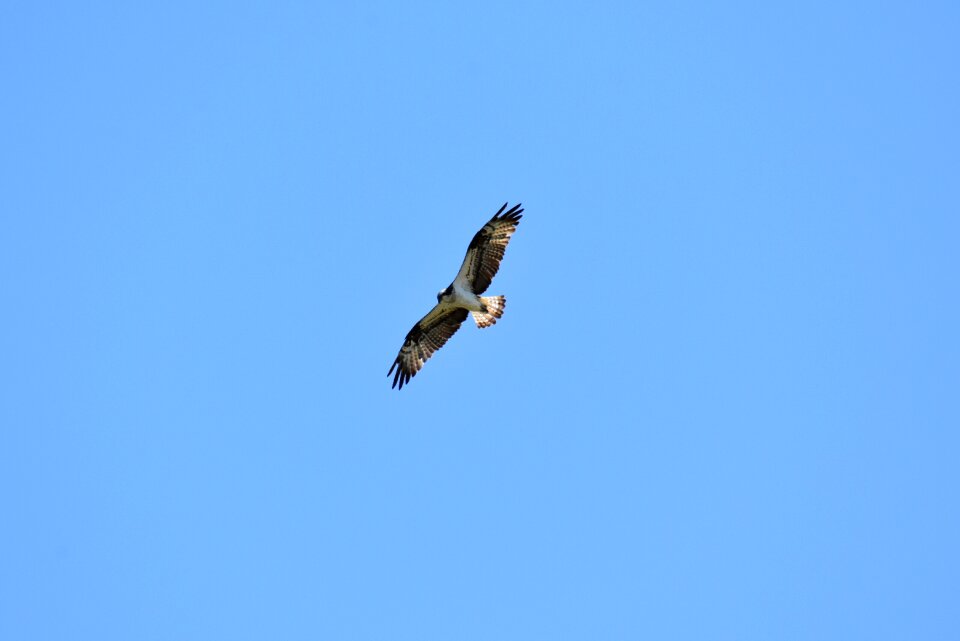 Wild birds raptor osprey