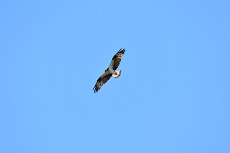 Wild birds raptor osprey photo