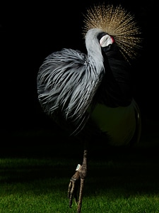 South africa grey crowned crane grey crowned crane balearica regulorum photo