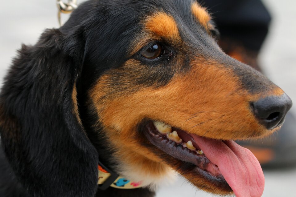 Walk cute pet dogs