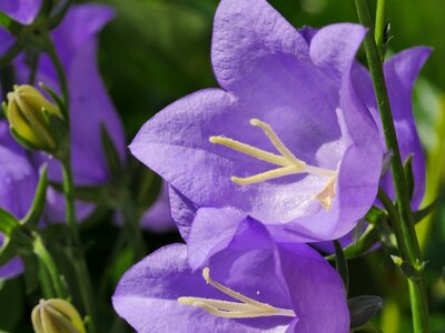 Spring flower purple photo