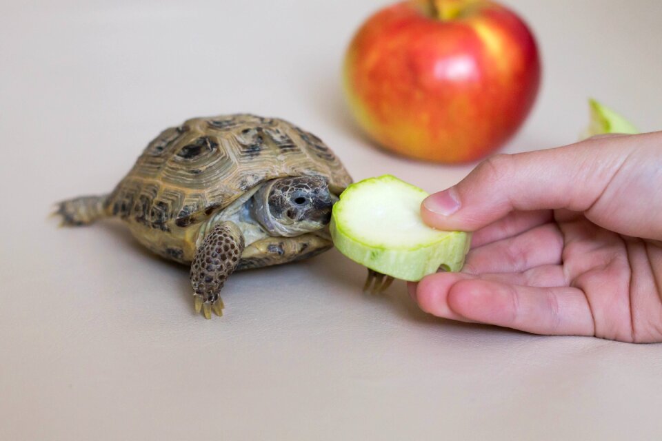 Reptile animals shell
