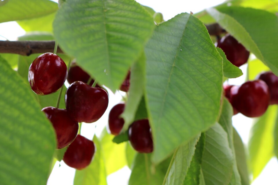 Cherry leaves green