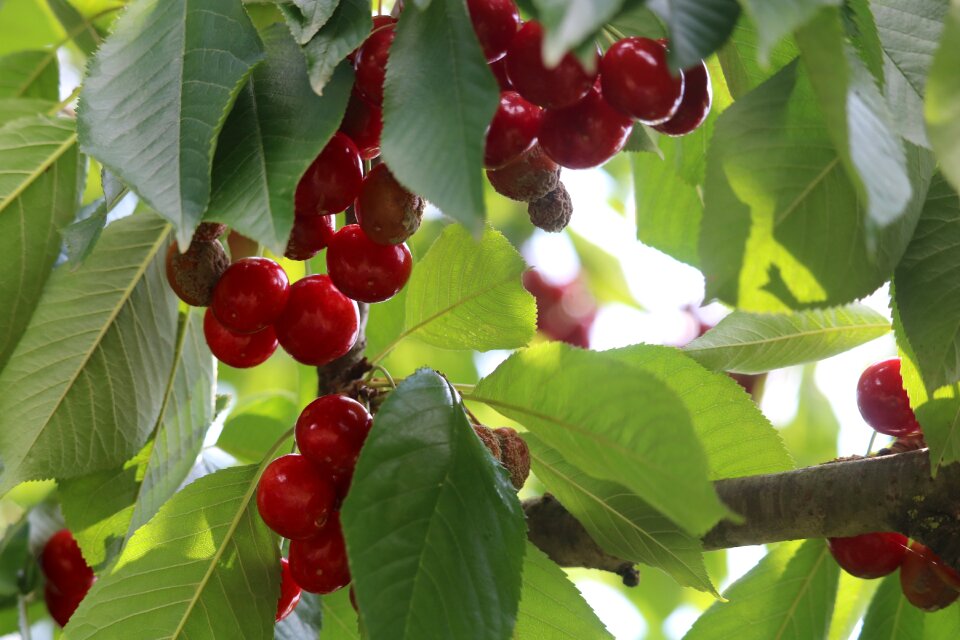 Cherry leaves green
