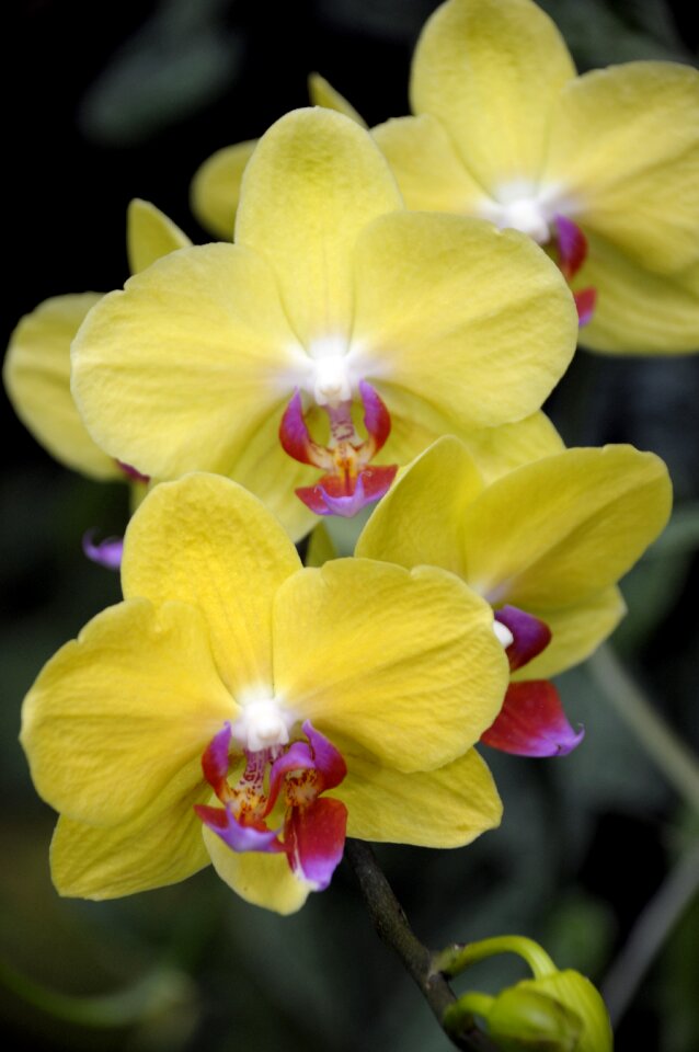 Botanical nature botany