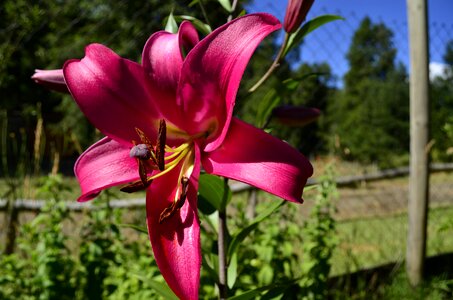 Lilium nature colors photo