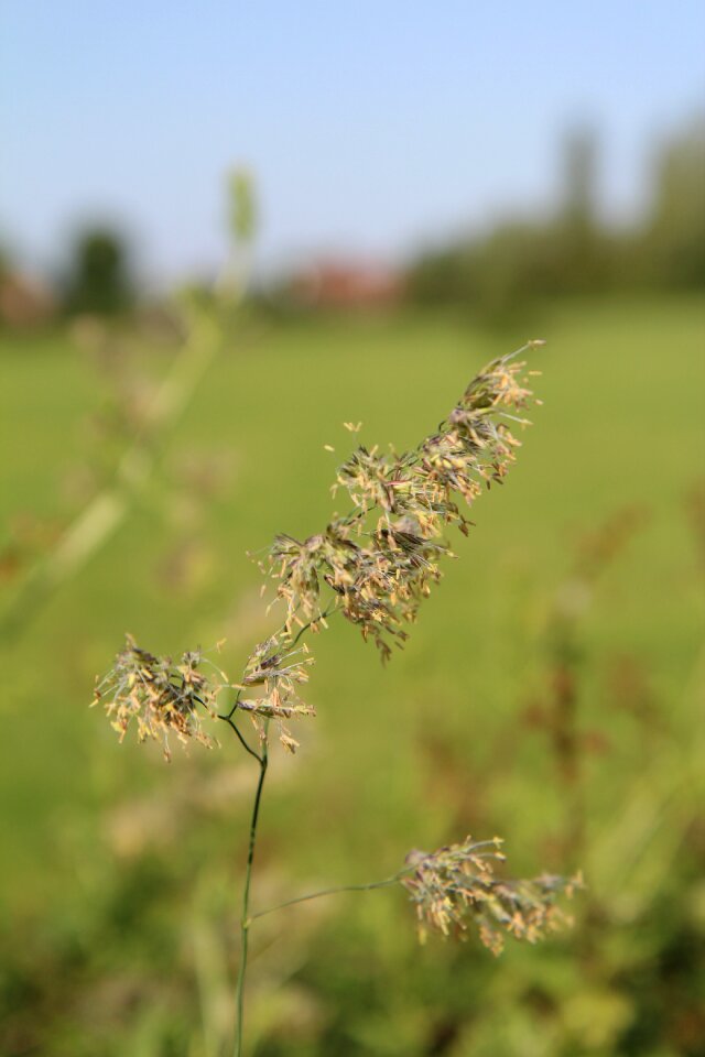 Wild grasses wild flora tall grass