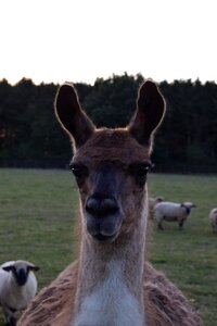 Mammal farm