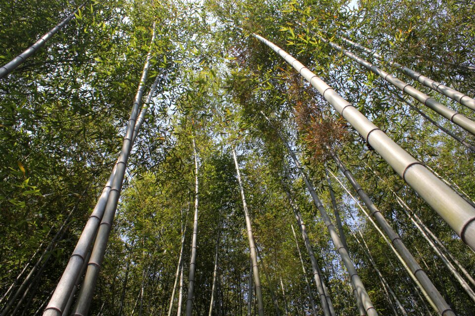 Nature plants green
