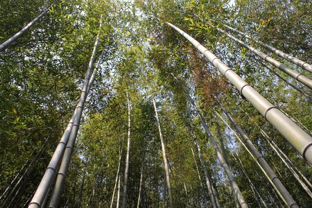 Nature plants green