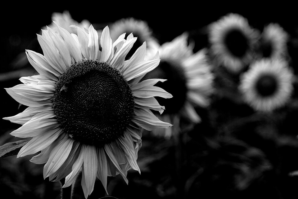 Flowers sunflower Free photos